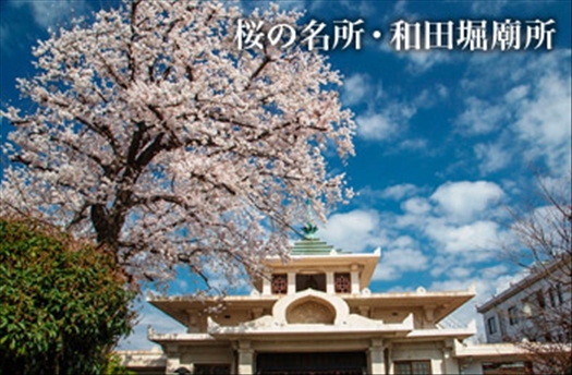 桜の名所・和田堀廟所