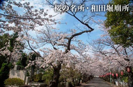 桜の名所・和田堀廟所